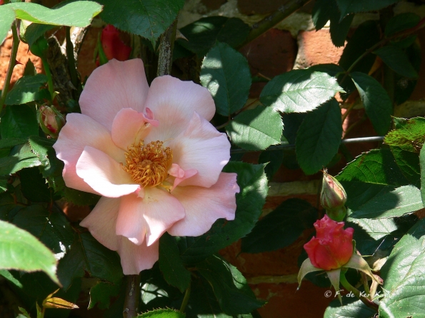 Bois des Moutiers (294) Mai 2012